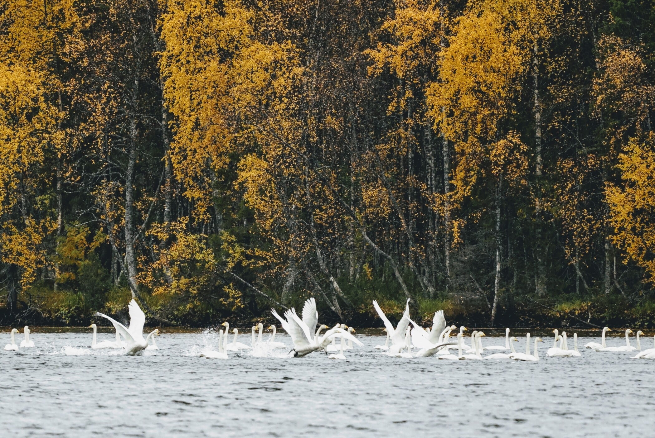 Seitsemän viikkoa värien juhlaa